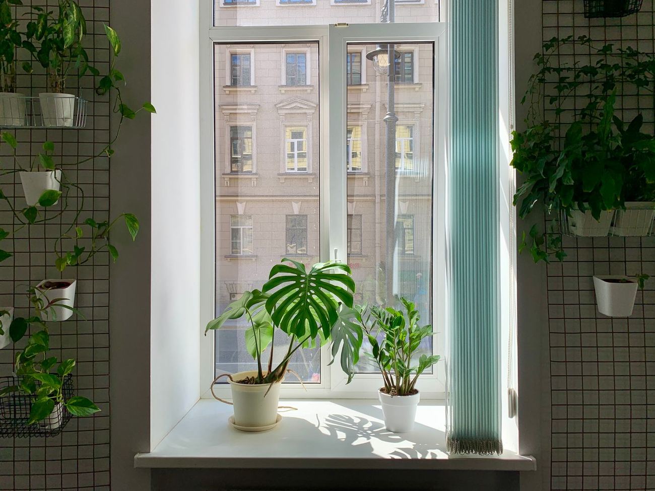 A sunlit window with potted plants on the sill in a bright, plant-filled room.